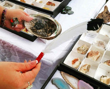 abalone shell  and feather