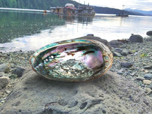 abalone shell
