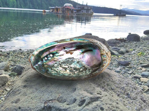 abalone shell smudge bowl